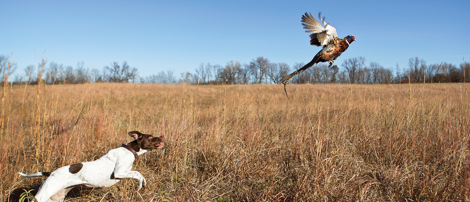 A dog chasing a pheasant
