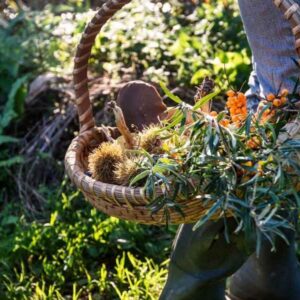basket of variety of fresh spring foraged vegetables